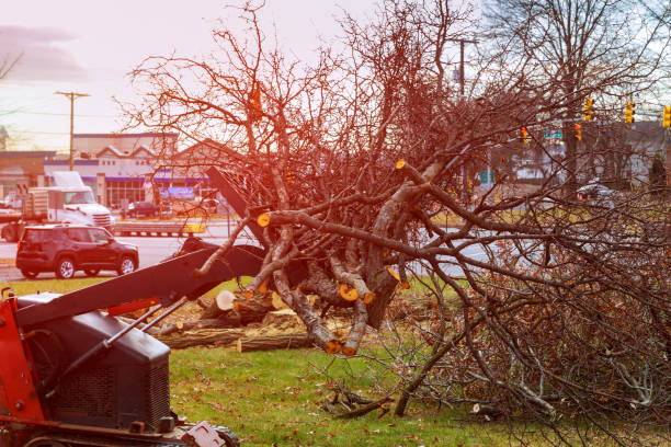 Luxemburg, WI Tree Care Company