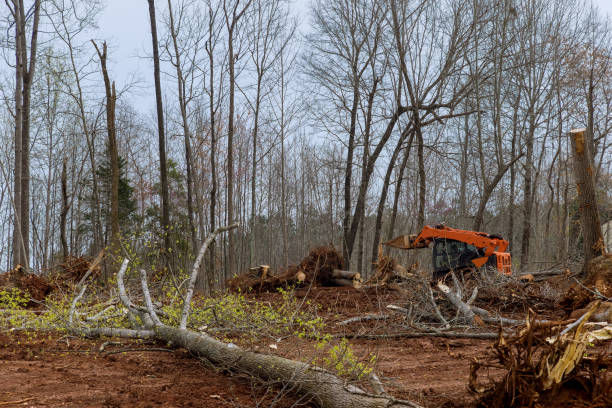 How Our Tree Care Process Works  in  Luxemburg, WI