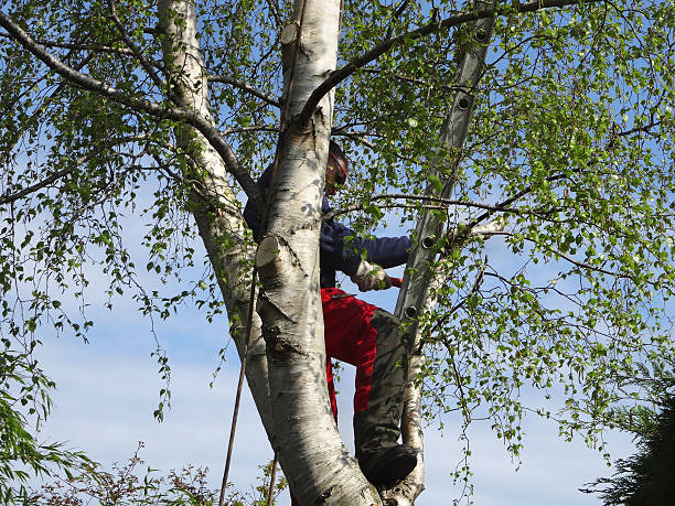 Lawn Pest Prevention in Luxemburg, WI